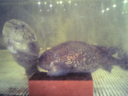 ごっこ(布袋魚)