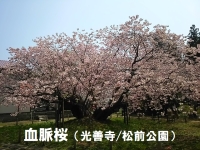 血脈桜（光善寺/松前公園）