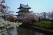 松前城と桜