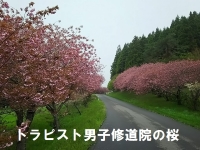 トラピスト男子修道院の桜